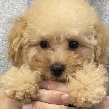 タイニープードル【三重県・男の子・2025年5月9日・オレンジフォーン】の写真「懐っこい男の子😋ドワーフ体型の貴重なBOY❣️」