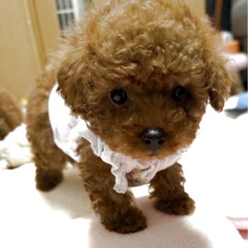 トイプードル(ティーカップ)【三重県・女の子・2025年9月15日・レッドフォーン】の写真「のんびりおっとりさん🩷ドワーフ&ティーカップ予想」