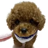 ティーカッププードル