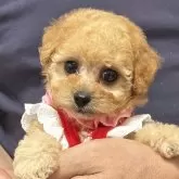 タイニープードル