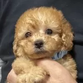 タイニープードル