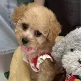 タイニープードル