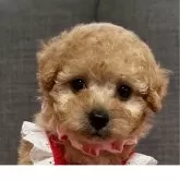 タイニープードル
