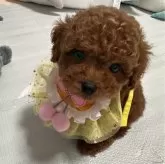 ティーカッププードル