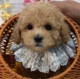 マルプー(マルチーズ×トイプードル)