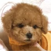 タイニープードル