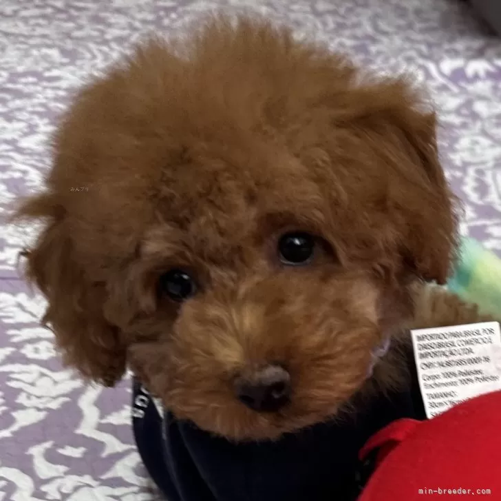 ID:2402-06234の子犬