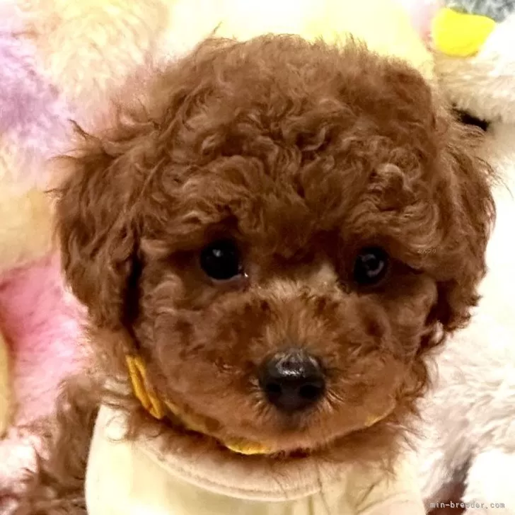 ID:2408-06761の子犬