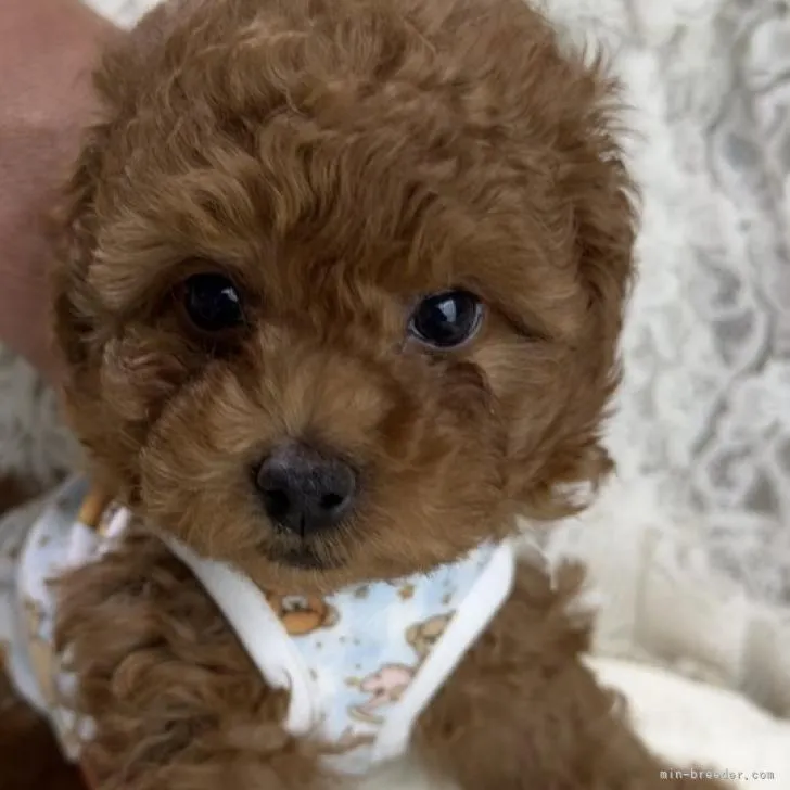 ID:2212-04325の子犬