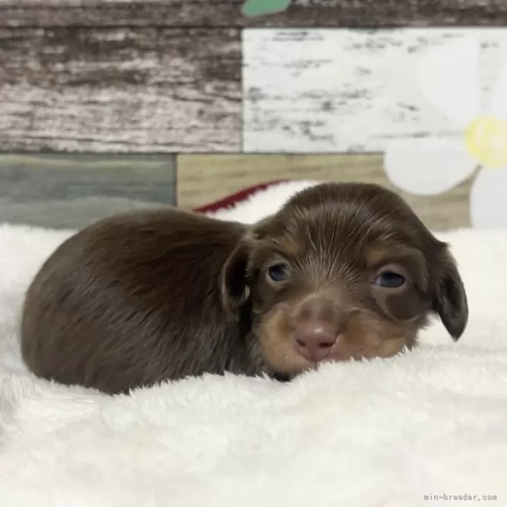 A.T 様のお迎えした子犬