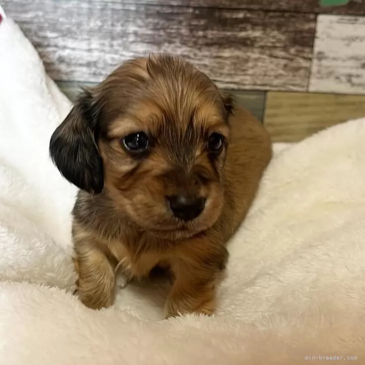 Y.K 様のお迎えした子犬