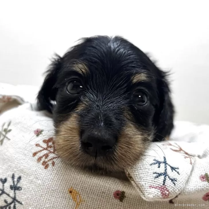 H.T 様のお迎えした子犬
