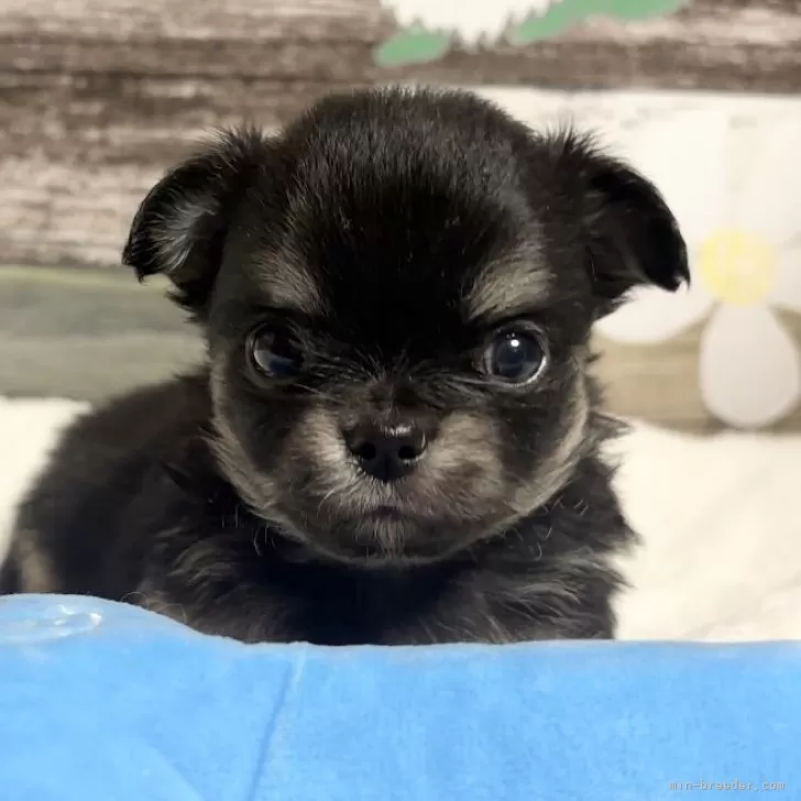 KK 様のお迎えした子犬