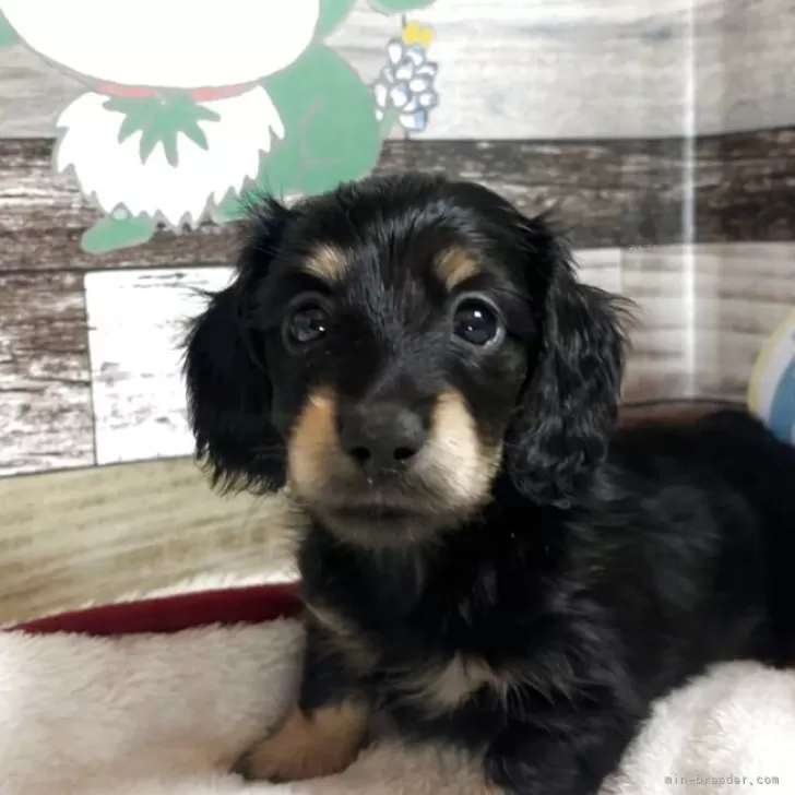 ID:2503-04878の子犬