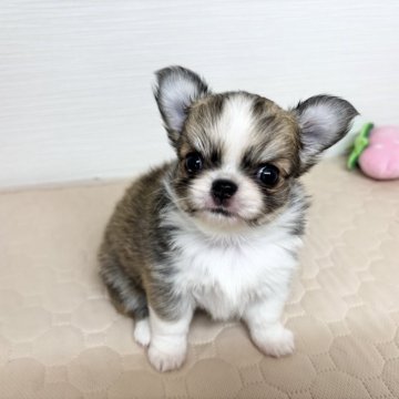 チワワ(ロング)【福岡県・女の子・2025年8月5日・フォーン&ホワイト】の写真「お目めまん丸！頭まん丸鼻ぺちゃキュートガール♡」