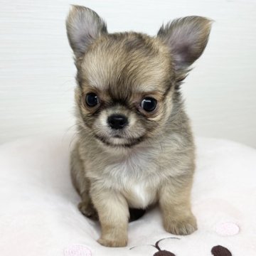 チワワ(ロング)【福岡県・男の子・2025年8月5日・フォーン&ホワイト】の写真「ぷりぷりボディの頭まん丸プリティーボーイ♡」