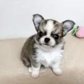 チワワ(ロング)【福岡県・女の子・2025年8月5日・フォーン&ホワイト】の写真1