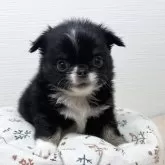 チワワ(ロング)