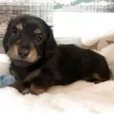 ミニチュアダックスフンド(ロング)【福岡県・男の子・2025年3月10日・ブラック&タン】の写真1