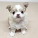 チワワ(ロング)