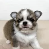 チワワ(ロング)