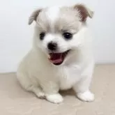 チワワ(ロング)