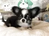 チワワ(ロング)【福岡県・男の子・2024年12月31日・ブラックタン&ホワイト】の写真2