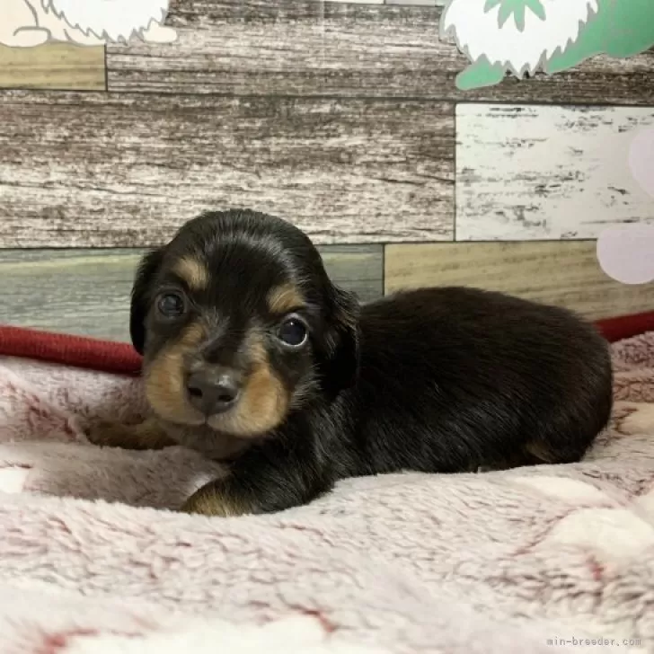 ID:2312-00684の子犬