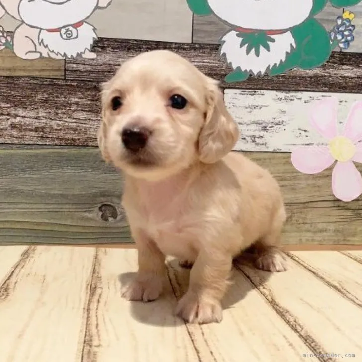 ID:2309-01851の子犬