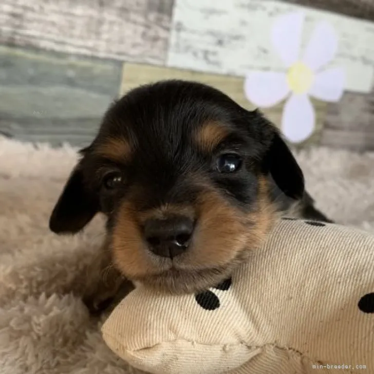 ID:2312-00683の子犬