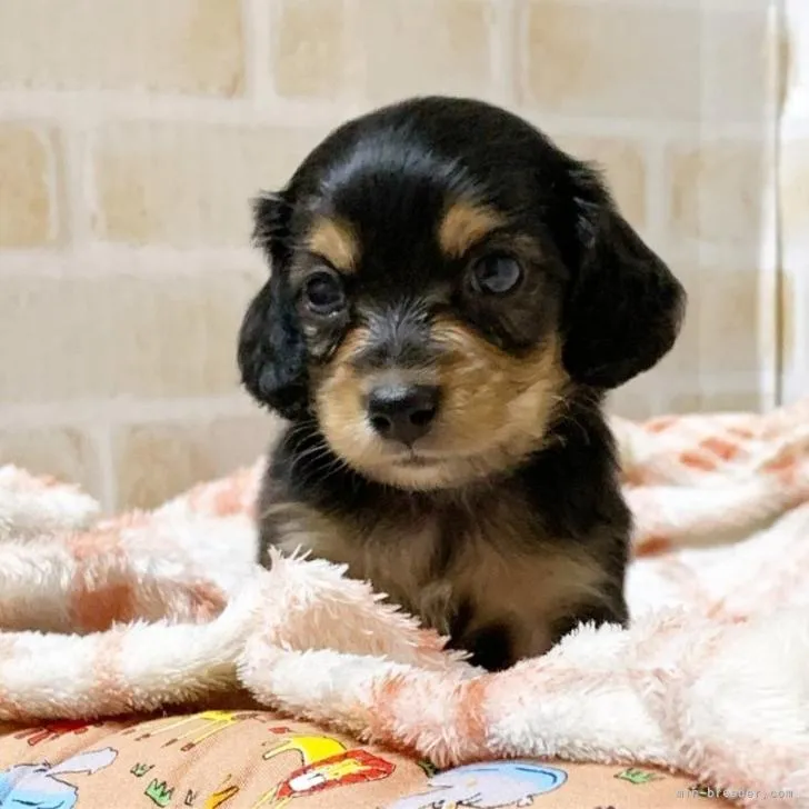 ID:2209-04528の子犬
