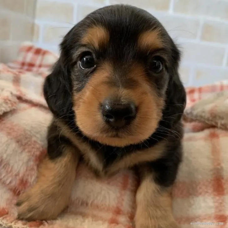 ID:2210-02476の子犬