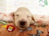 ミニチュアダックスフンド(ロング)【福岡県・男の子・2023年8月4日・イエロー】の写真2