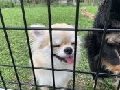 チワワ(ロング)【・女の子・2023年5月23日・フォーン&ホワイト】