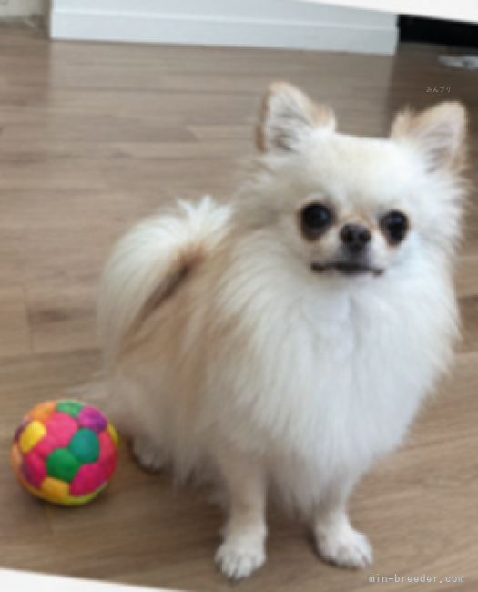 堀内　智恵子(ほりうち　ちえこ)ブリーダー(神奈川県・ヨークシャーテリアなど・AID登録)の紹介写真10