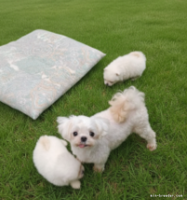 韓国輸入犬テヤン　♂｜堀内　智恵子(ほりうち　ちえこ)ブリーダー(神奈川県・ヨークシャーテリアなど・AID登録)の紹介写真1