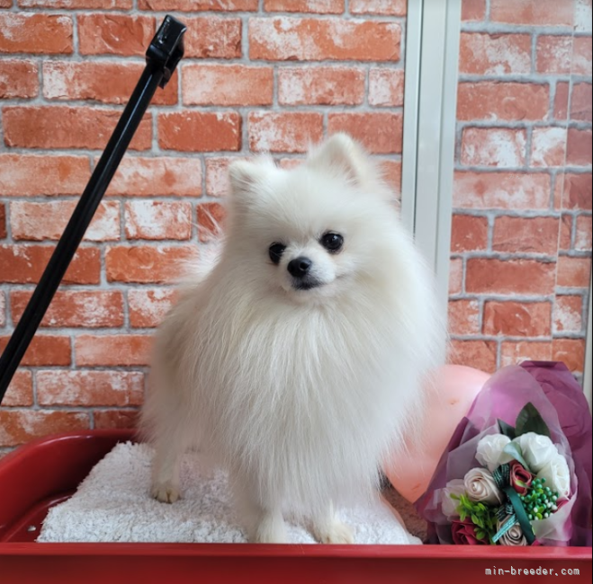 ブルータンKing　♂｜堀内　智恵子(ほりうち　ちえこ)ブリーダー(神奈川県・ヨークシャーテリアなど・AID登録)の紹介写真3