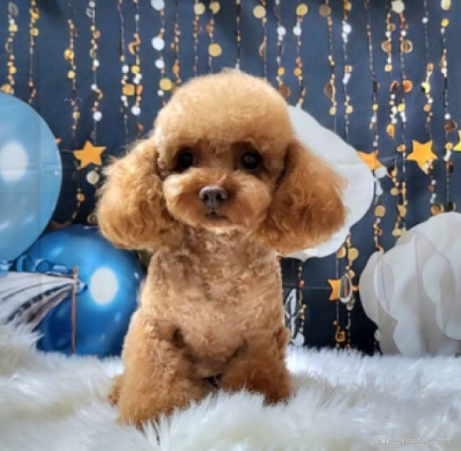 堀内　智恵子(ほりうち　ちえこ)ブリーダー(神奈川県・ヨークシャーテリアなど・AID登録)の紹介写真7