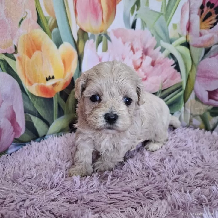 ID：2503-02460の子犬