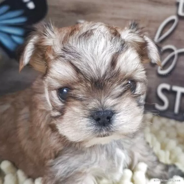 ID:2504-02544の子犬