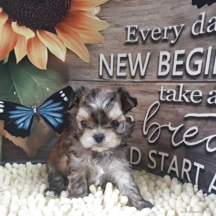 ID：2504-02545の子犬