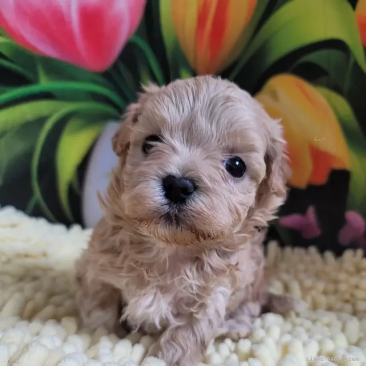 ID:2411-07096の子犬