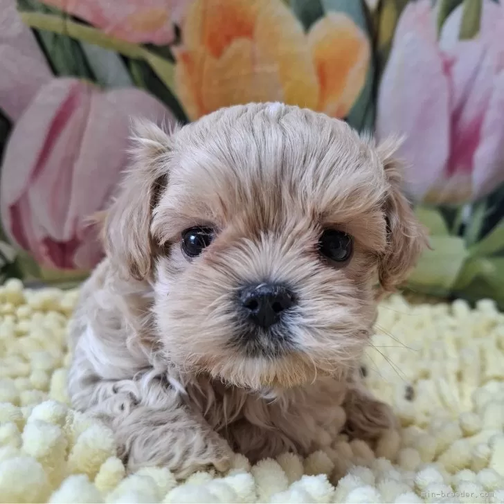 ID:2502-06040の子犬