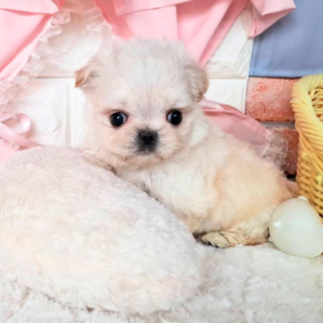 チワマル(チワワ×マルチーズ)【神奈川県・女の子・2025年10月9日・クリーム】の写真「小さくて可愛い女の子。」