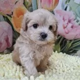 マルプー(マルチーズ×トイプードル)【神奈川県・女の子・2025年1月8日・アプリコット】の写真1