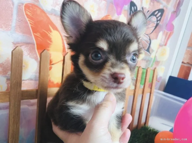 S.S 様のお迎えした子犬