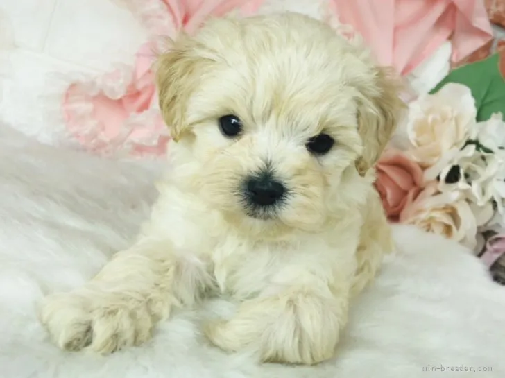 ID：2205-02023の子犬