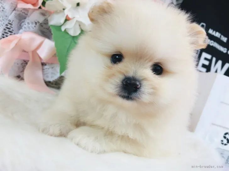 ID:2110-01738の子犬
