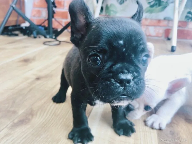 ID:2107-01877の子犬