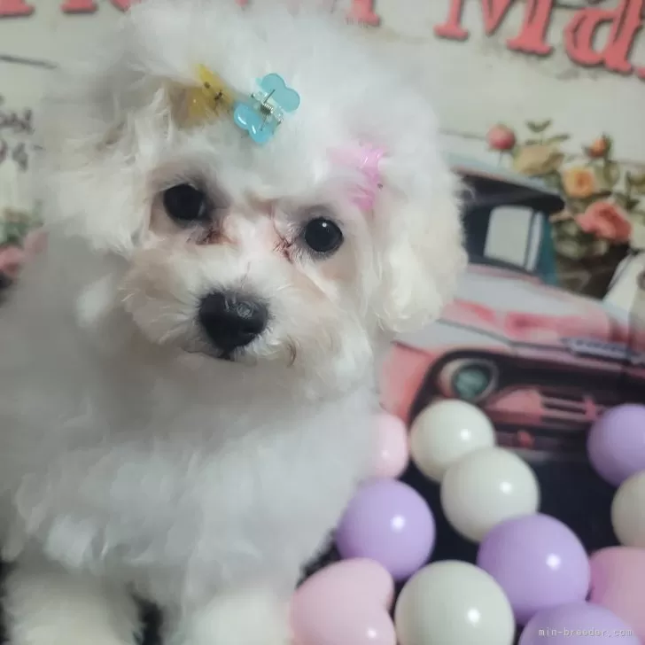 ID:2405-01621の子犬